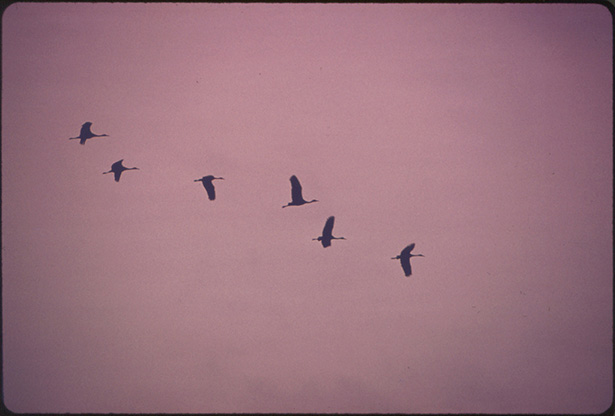 Flight of Lesser Sandhill Cranes Is Airborne over the Lillian Annette Rowe Bird Sanctuary at Grand Island, Nebraska, in Early Morning...03/1975